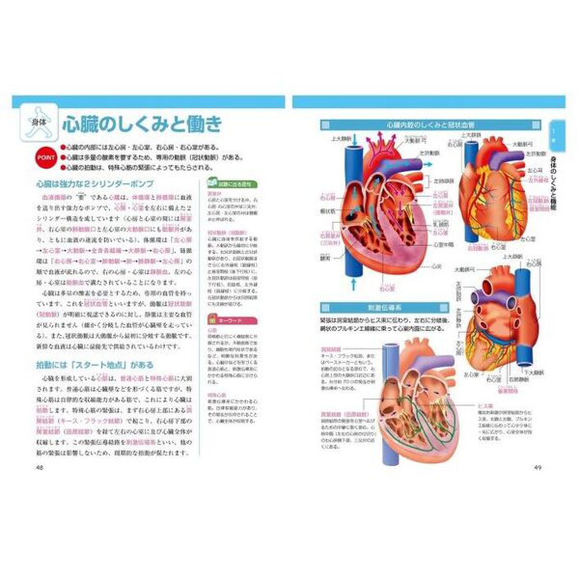 筋肉・関節・骨の動きとしくみ　オールカラー「新版」