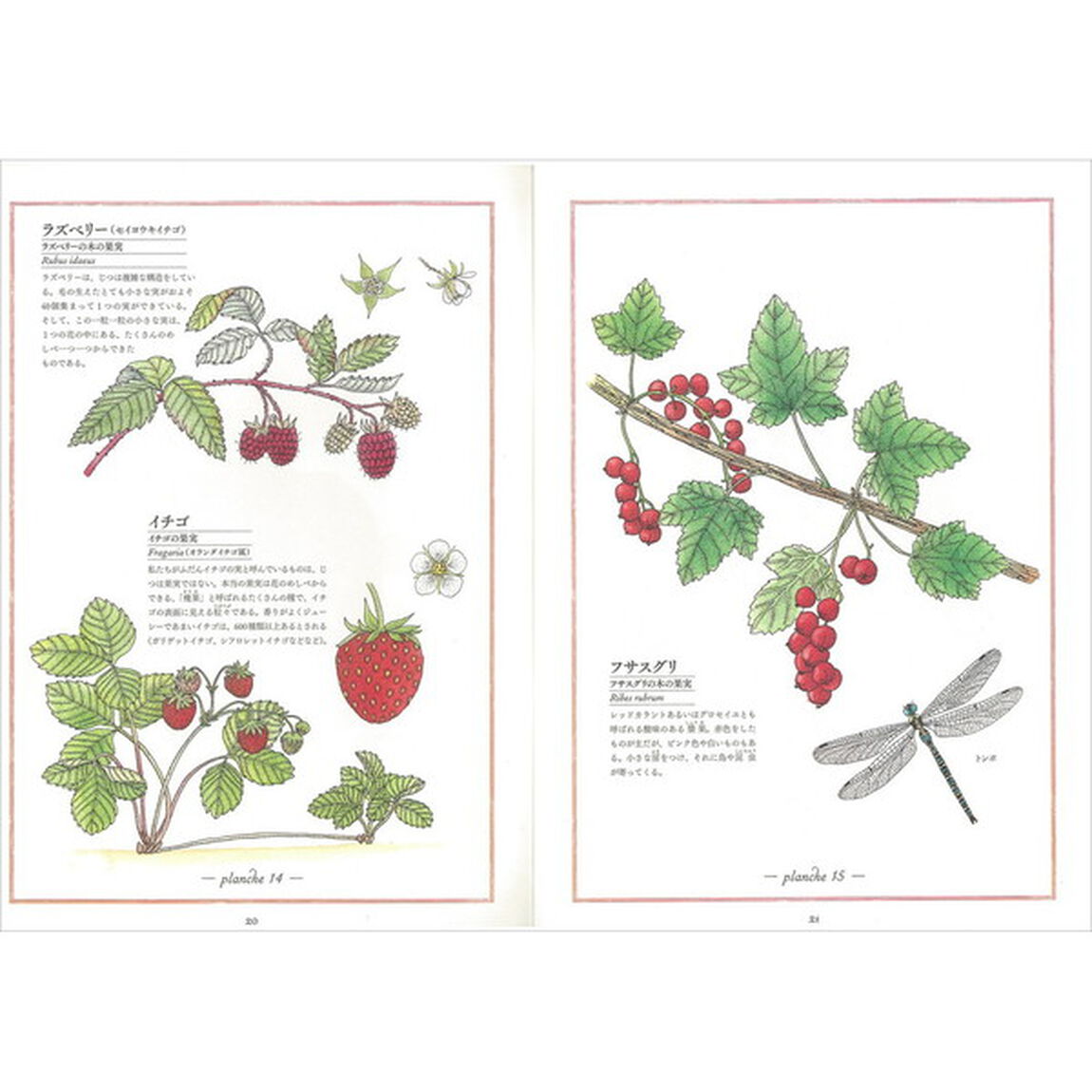 観察が楽しくなる美しいイラスト自然図鑑　野菜と果実編