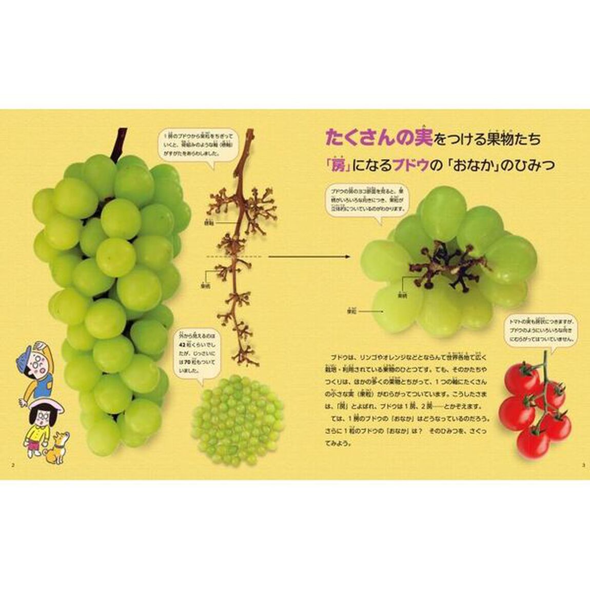 くらべて発見くだものの「おなか」　２「ブドウやカキのなかま」