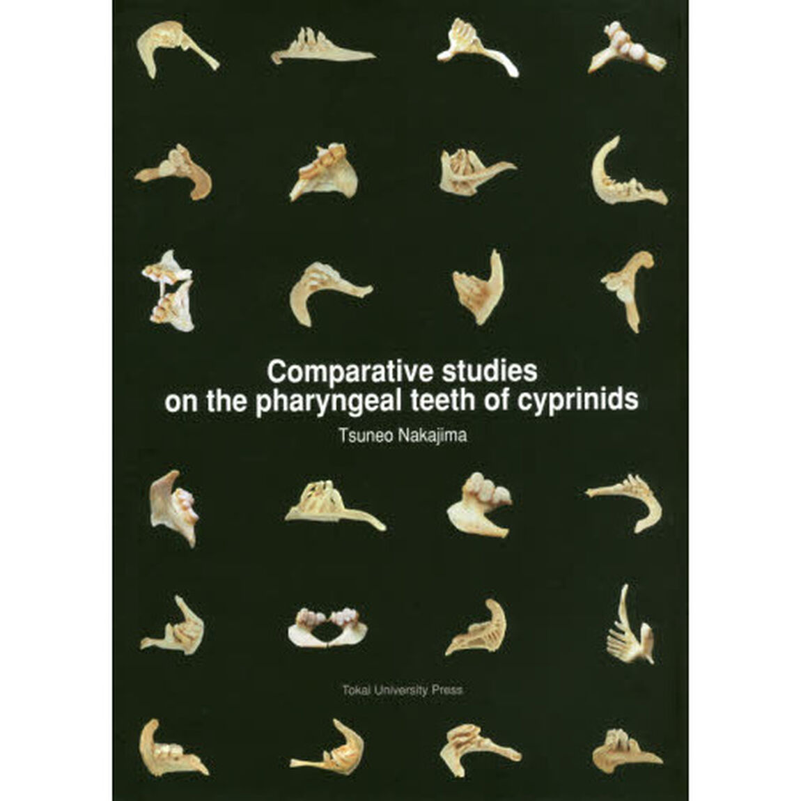 Ｃｏｍｐａｒａｔｉｖｅ　ｓｔｕｄｉｅｓ　ｏｎ　ｔｈｅ　ｐｈａｒｙｎｇｅａｌ　ｔｅｅｔｈ　ｏｆ　ｃｙｐｒｉｎｉｄｓ