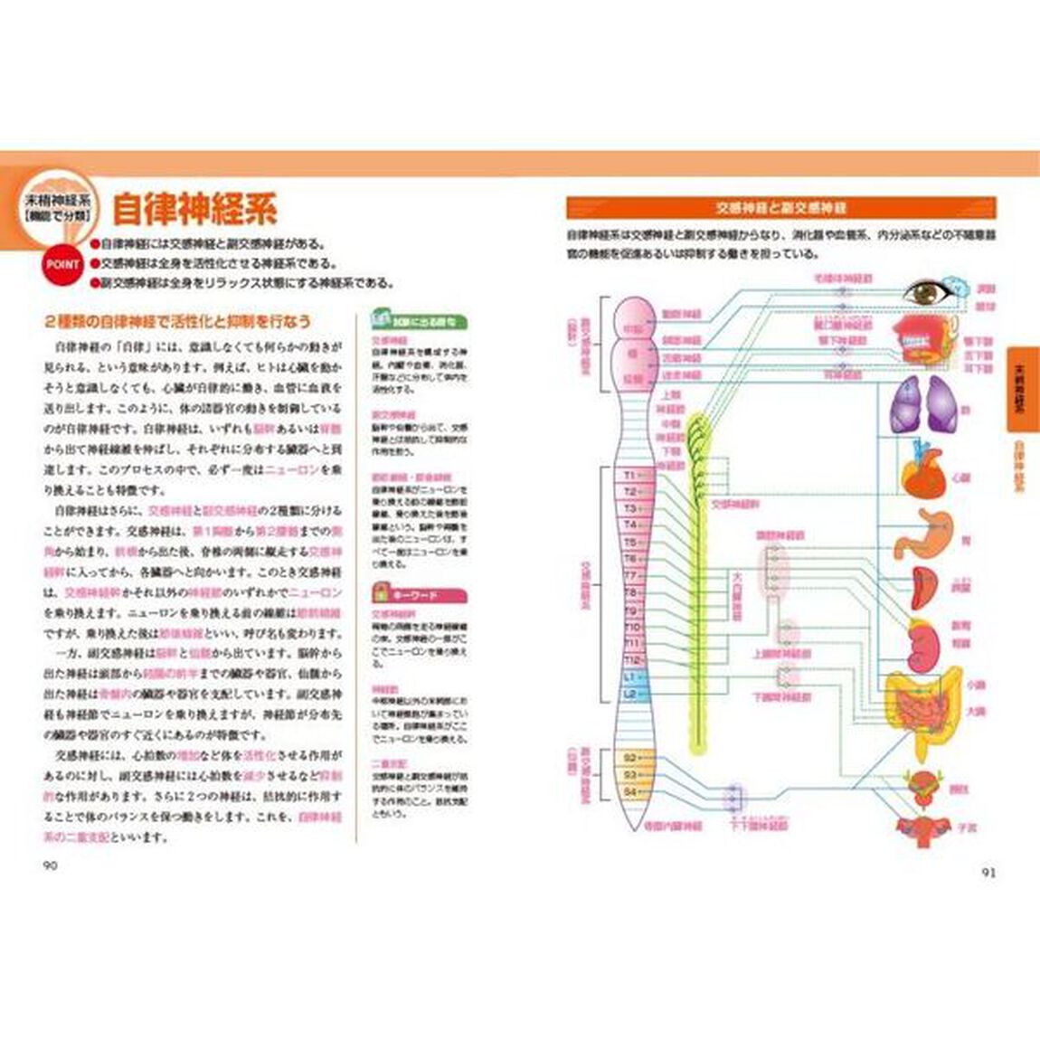 脳・神経のしくみ　オールカラー「新版」
