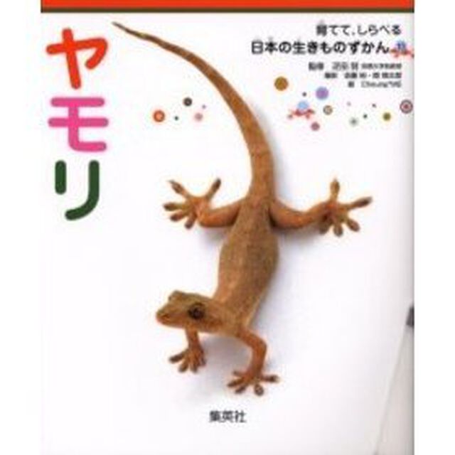 ヤモリ