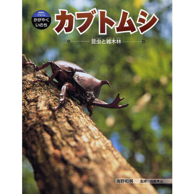 カブトムシ　昆虫と雑木林