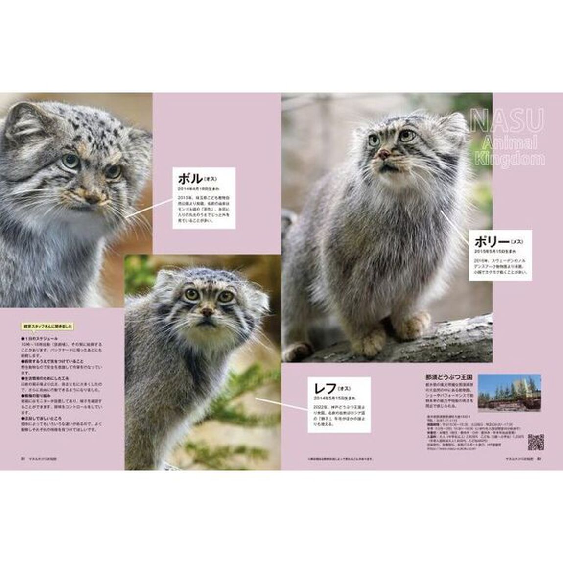 マヌルネコ１５の秘密