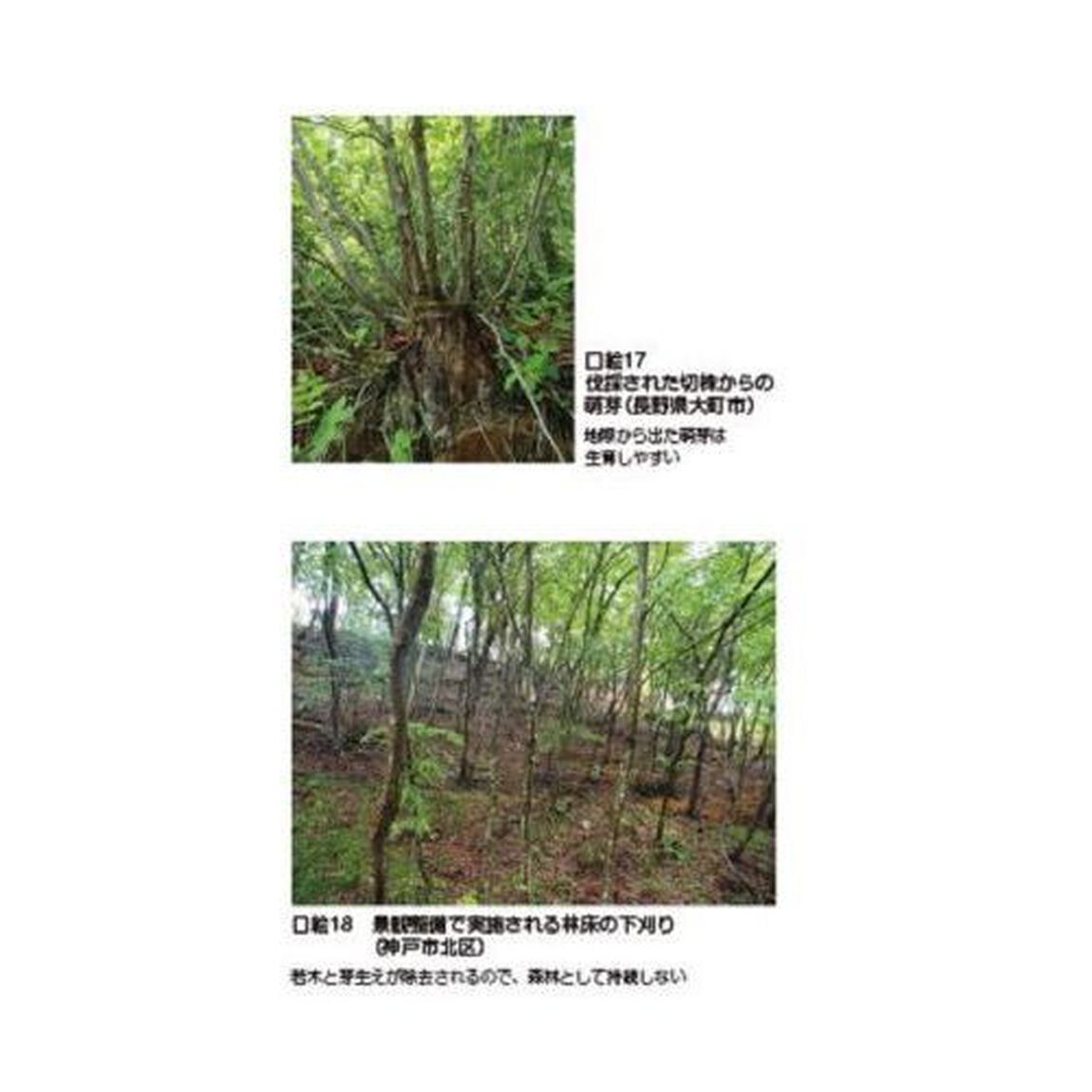 ナラ枯れ被害を防ぐ里山管理