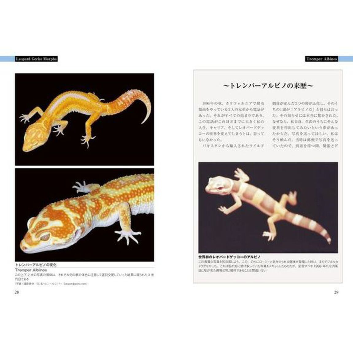 レオパードゲッコーモルフ大全
