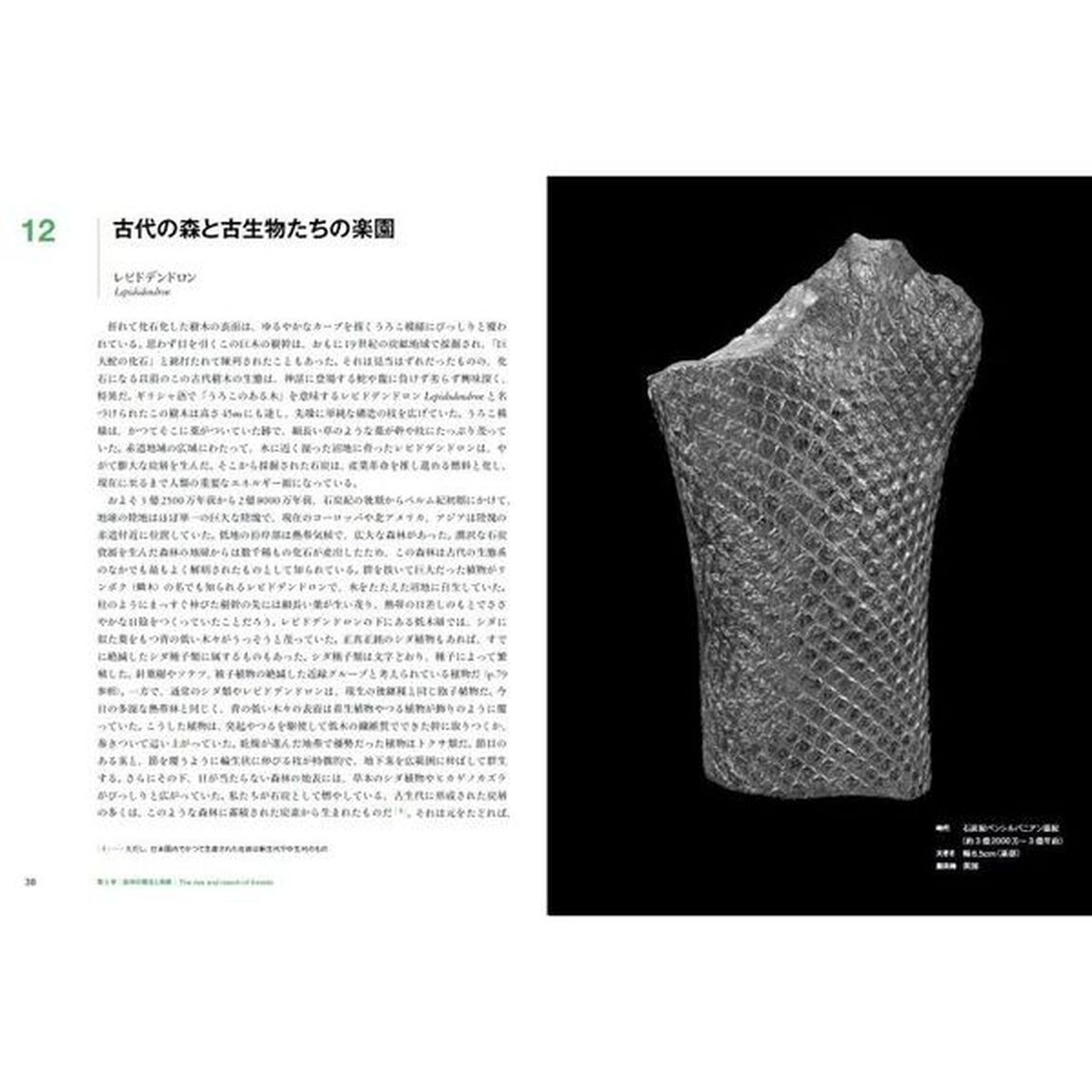 世界を変えた５０の植物化石