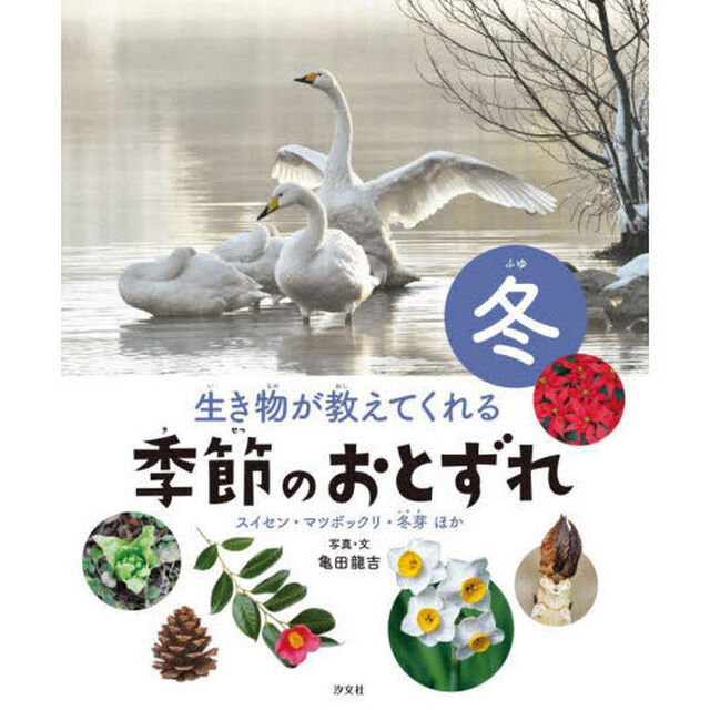 生き物が教えてくれる季節のおとずれ　冬「スイセン・マツボックリ・冬芽ほか」