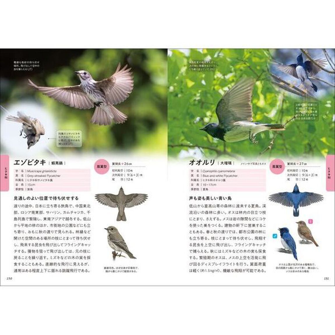 華麗なる野鳥飛翔図鑑