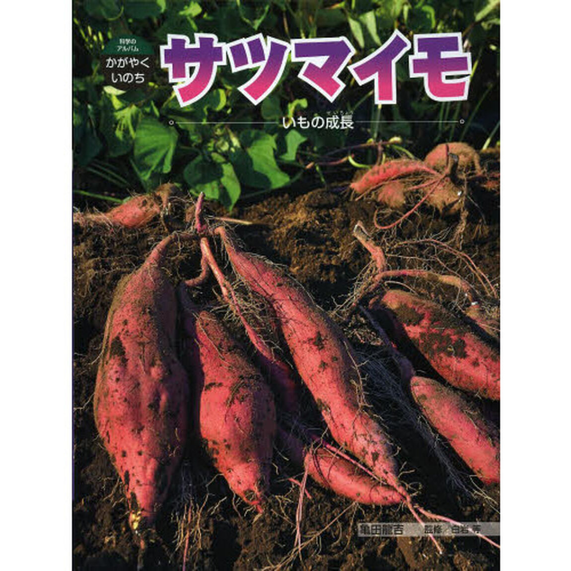サツマイモ　いもの成長