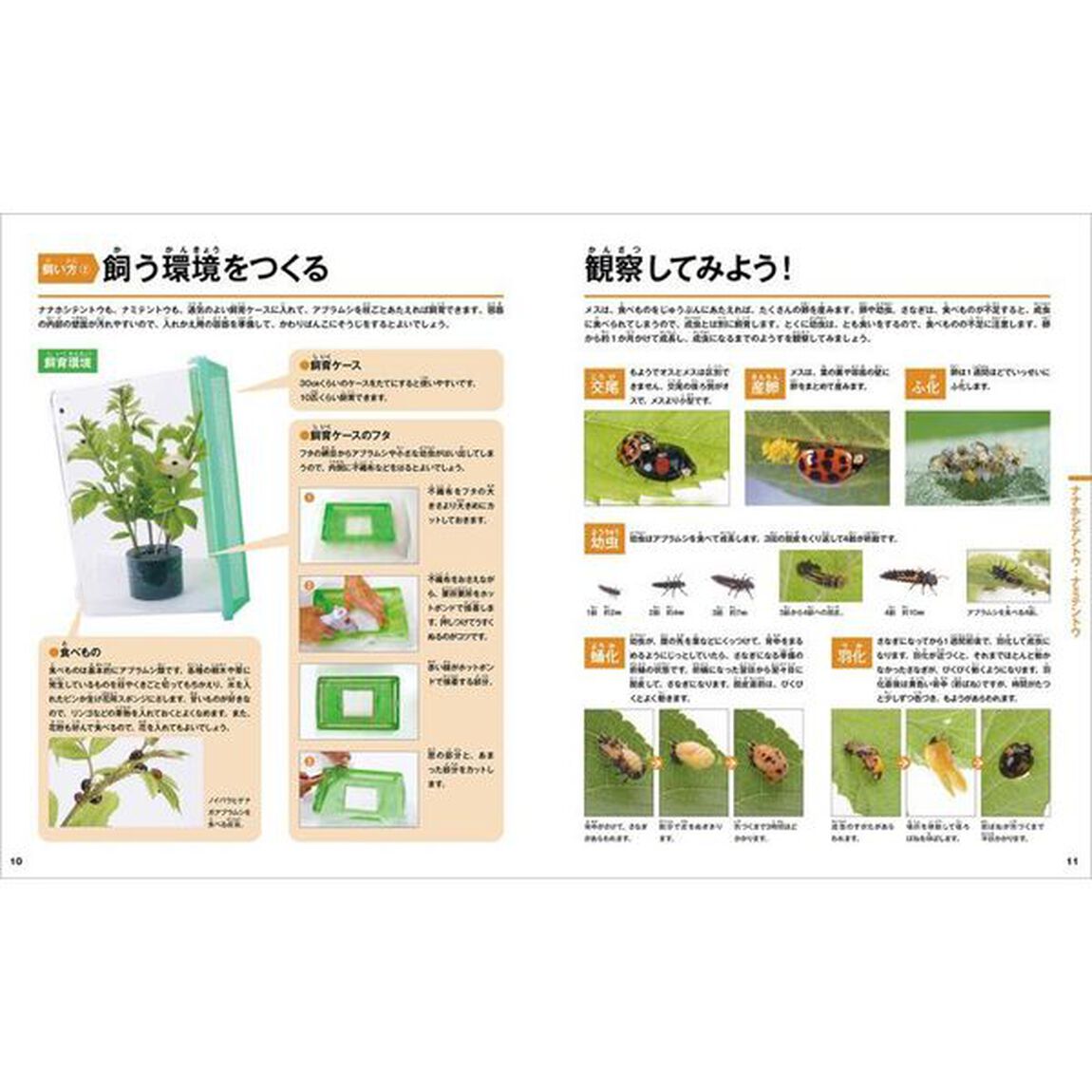 虫をみつけよう飼ってみよう　１「公園・庭・畑の虫」