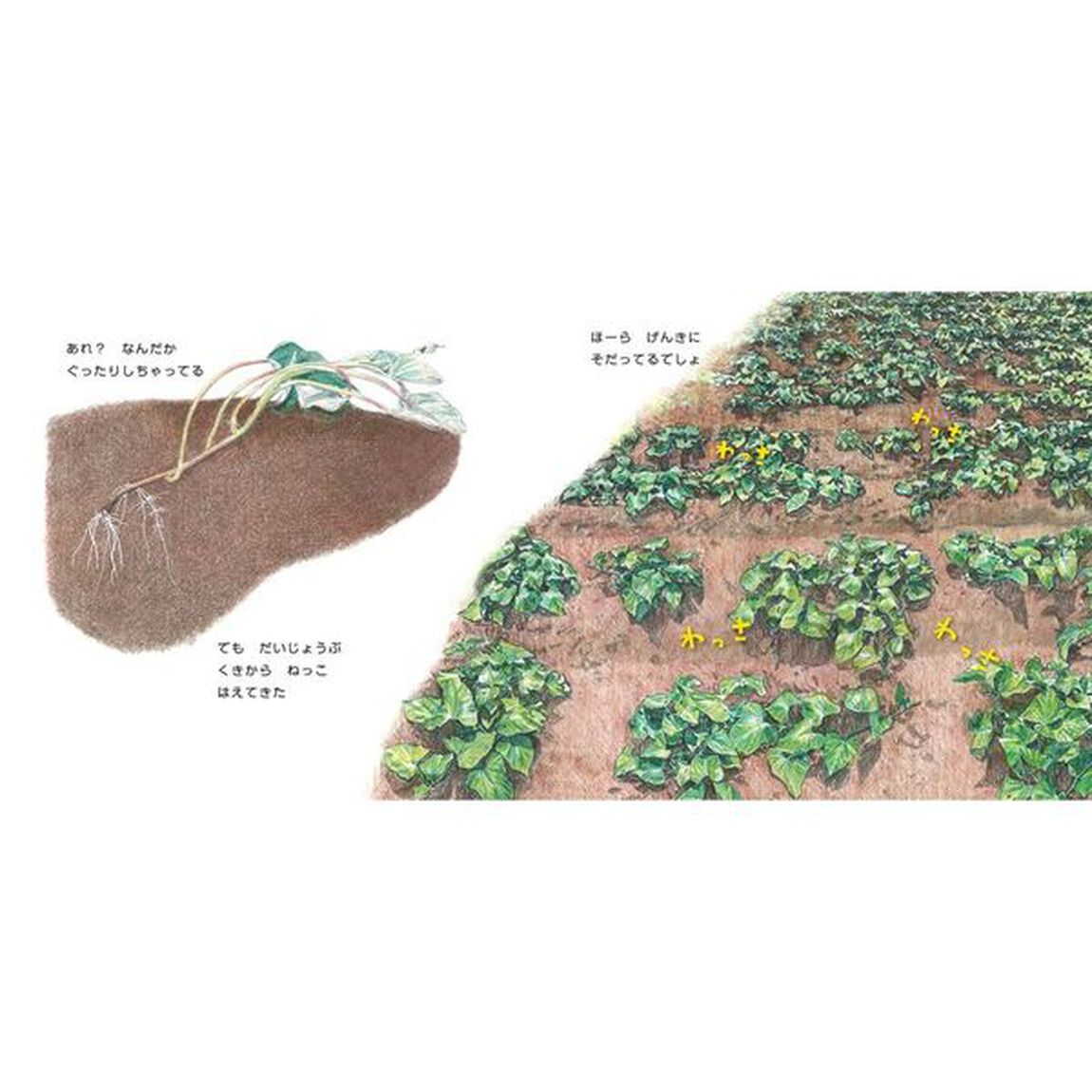 ごろんずっしりさつまいも