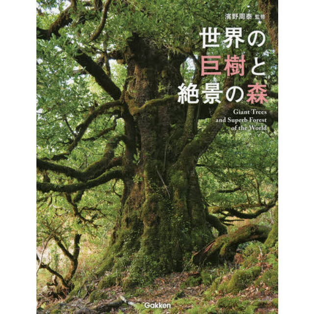 世界の巨樹と絶景の森