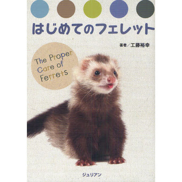はじめてのフェレット