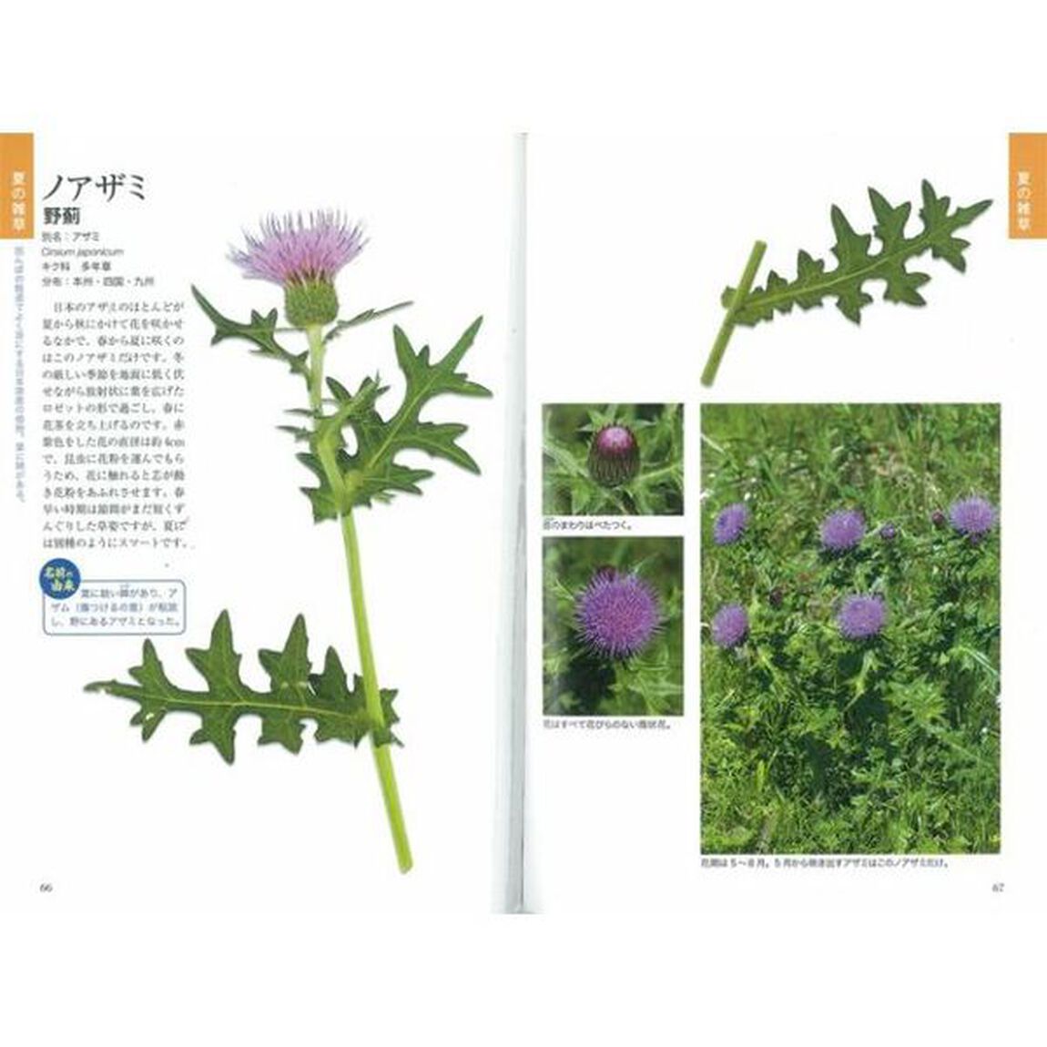 雑草の呼び名事典 散歩編 (写真でわかる)