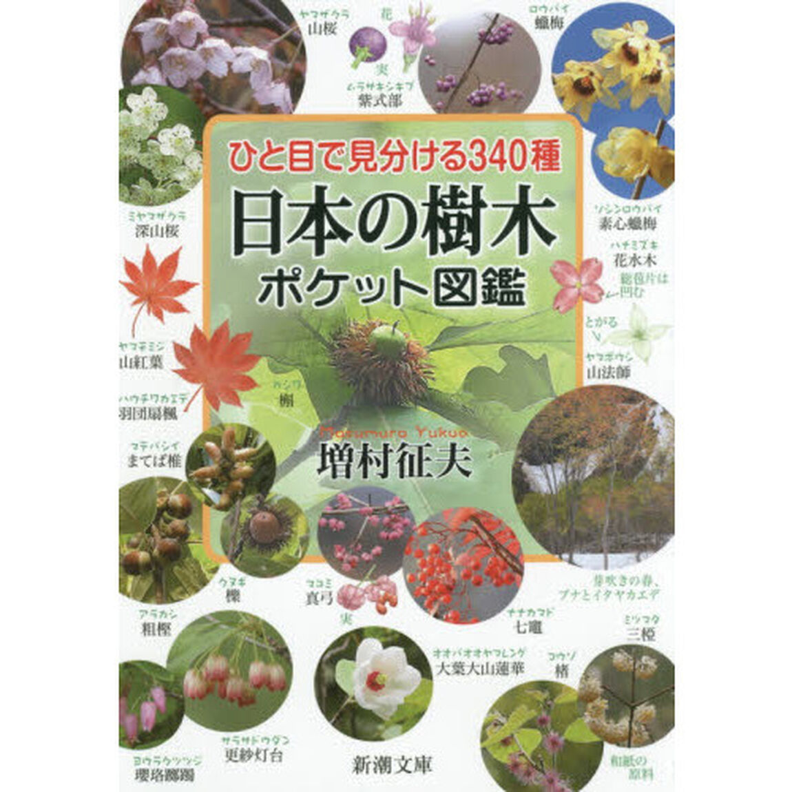 日本の樹木ポケット図鑑　ひと目で見分ける３４０種