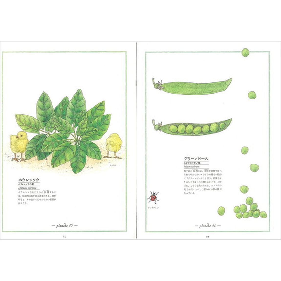 観察が楽しくなる美しいイラスト自然図鑑　野菜と果実編