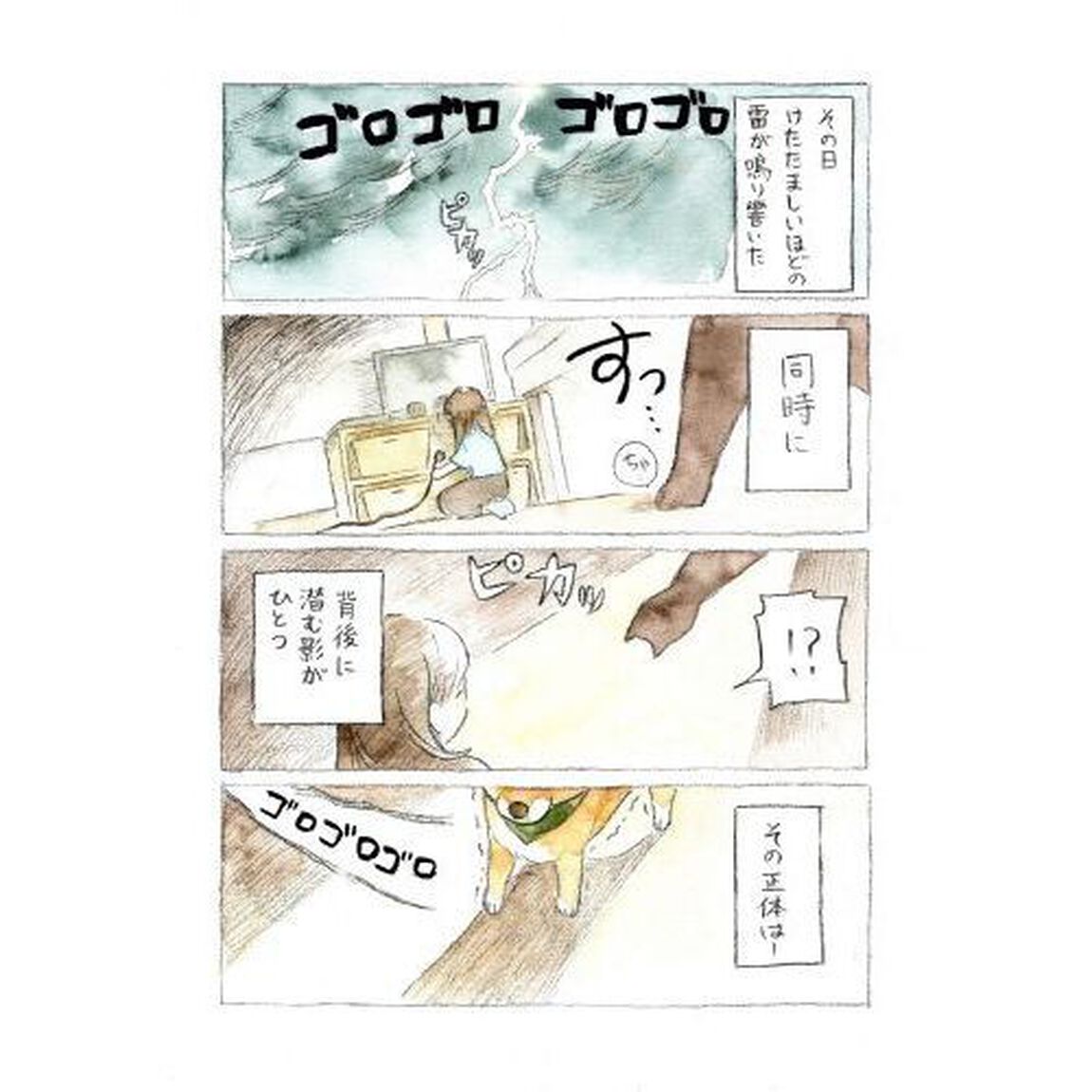 柴犬ぽんちゃん、今日もわが道を行く