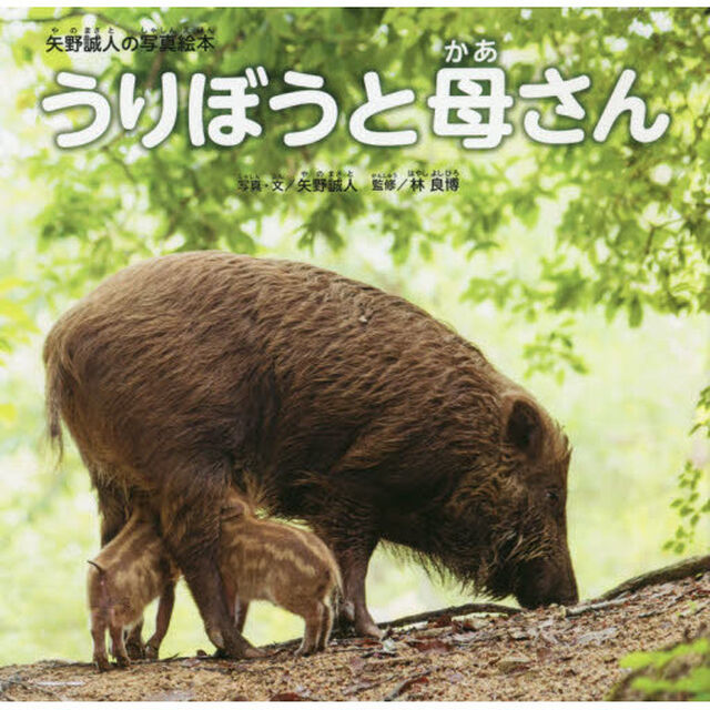 うりぼうと母さん　矢野誠人の写真絵本