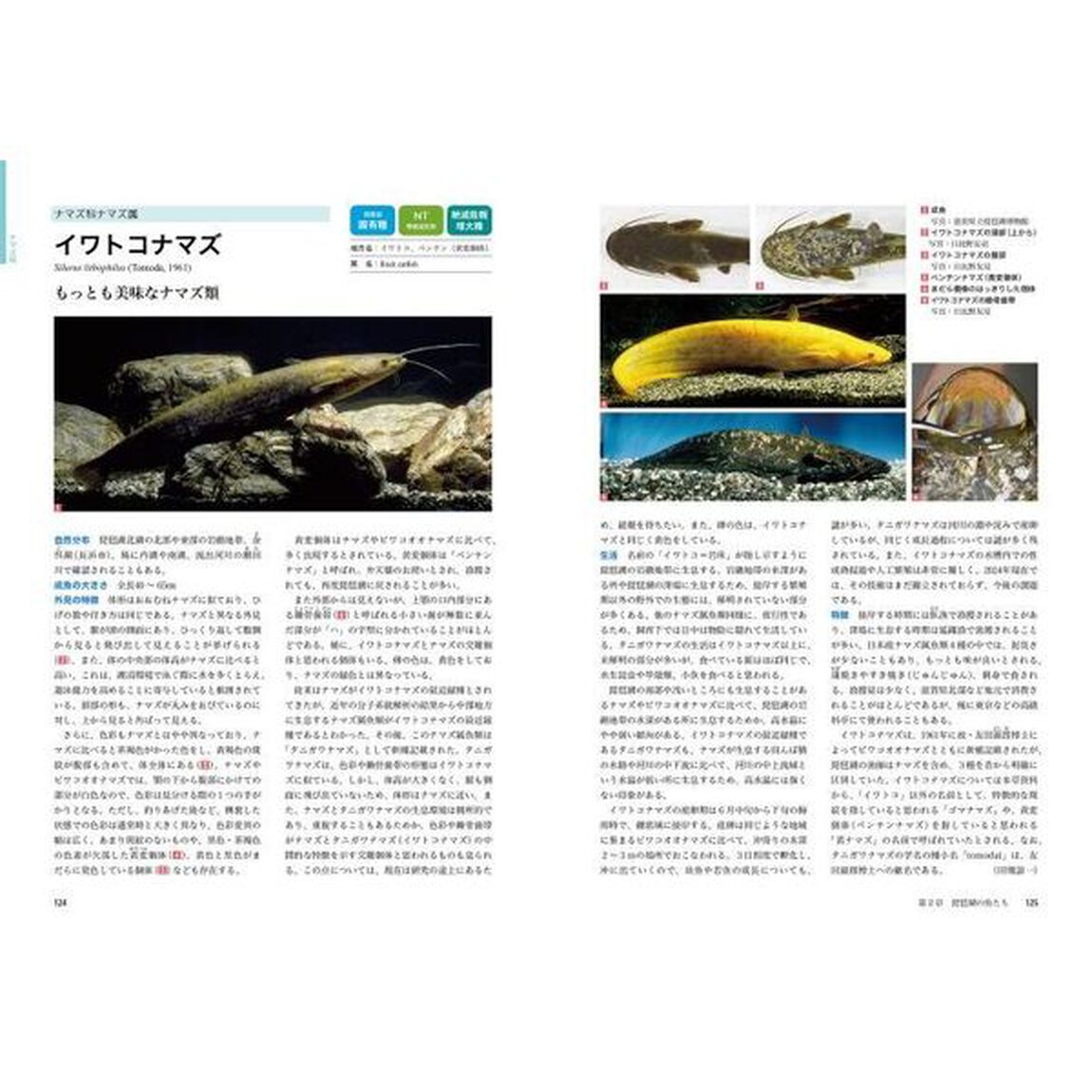 琵琶湖の魚類図鑑