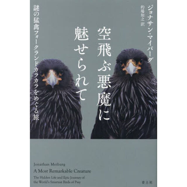 空飛ぶ悪魔に魅せられて　謎の猛禽フォークランドカラカラをめぐる旅