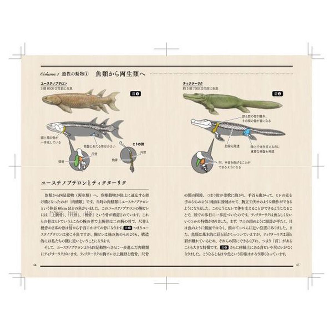 サメのアゴは飛び出し式　進化順に見る人体で表す動物図鑑
