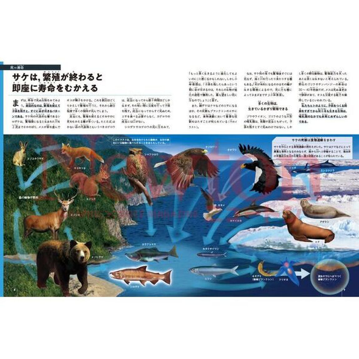 死とは何か　生と死のちがいとは何か不死は可能なのか「最新版」