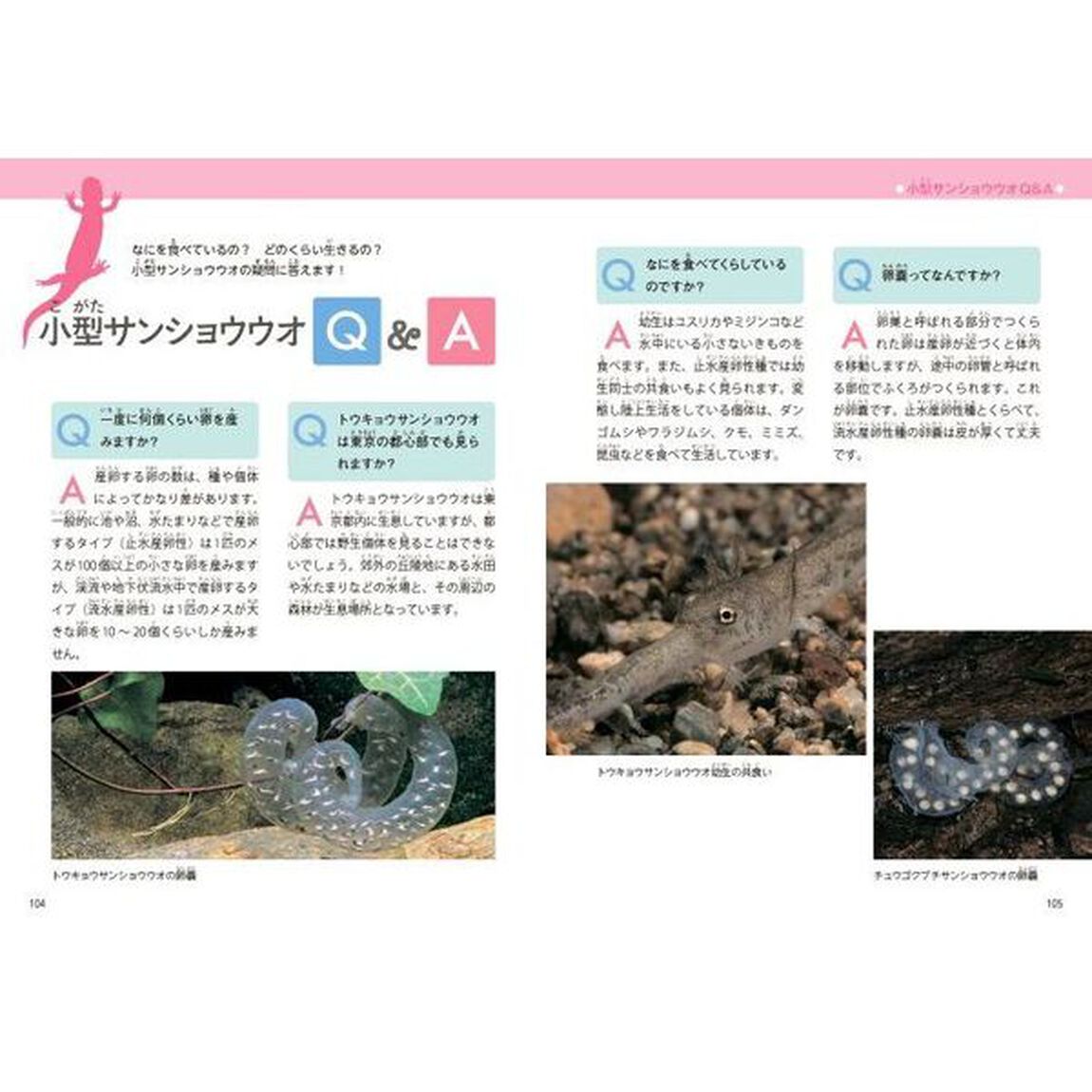 はっけん！小型サンショウウオ