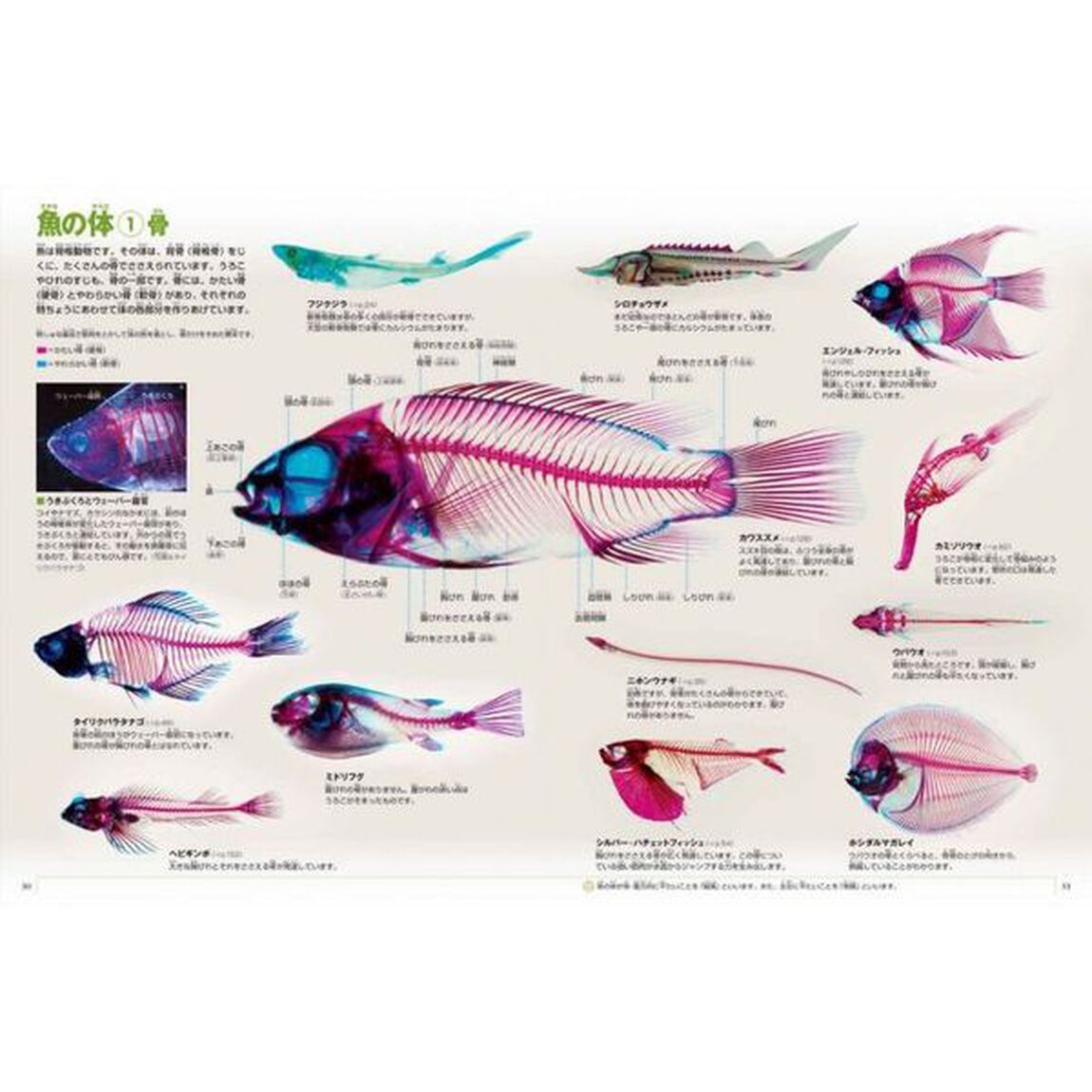 魚「新版」