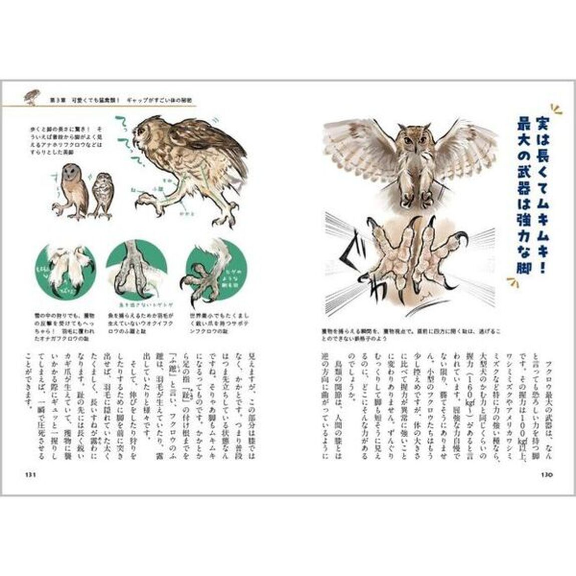 ときめくフクロウ絵図鑑