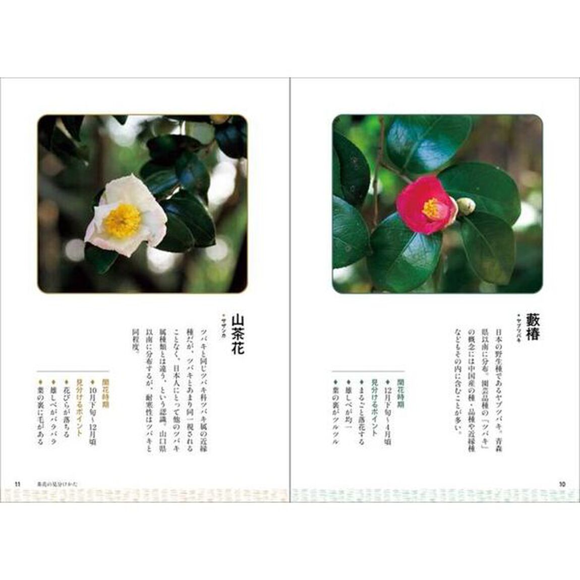 茶花の見分けかた、育てかた　花のプロがやさしく教える