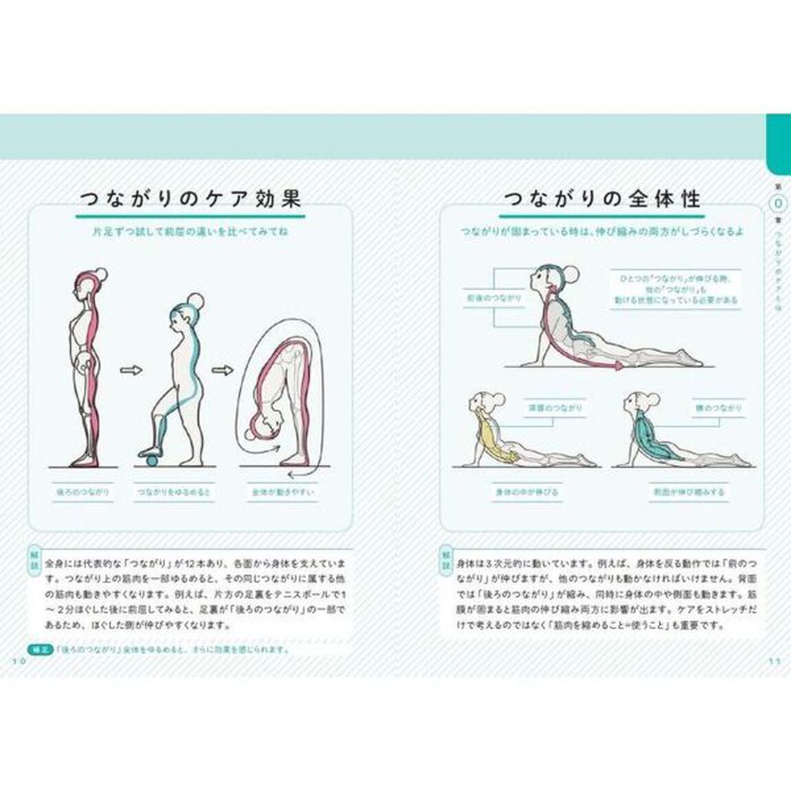 世界一わかりやすい筋肉のつながり図鑑　セルフケア編