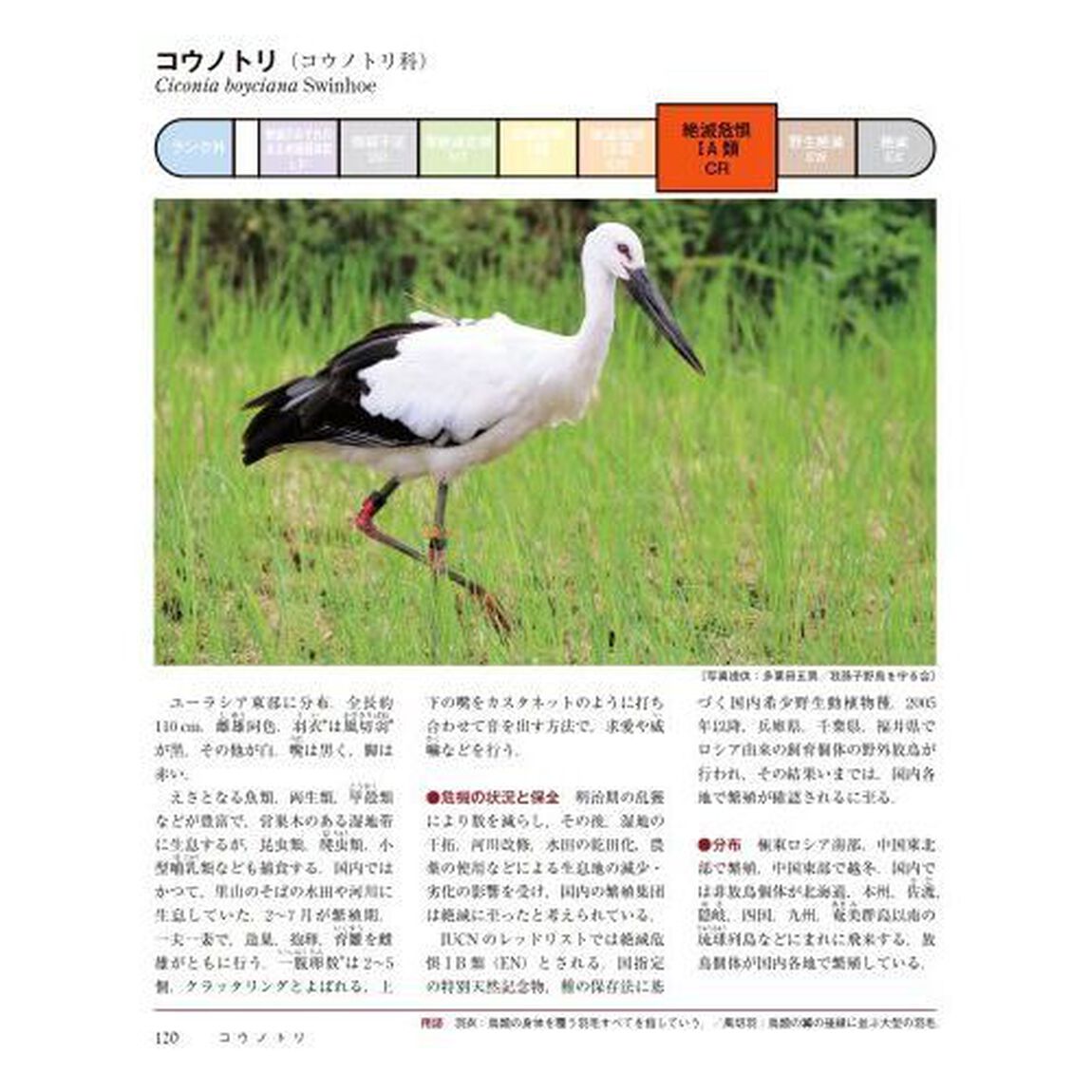 日本の絶滅危惧生物図鑑　環境省レッドリスト