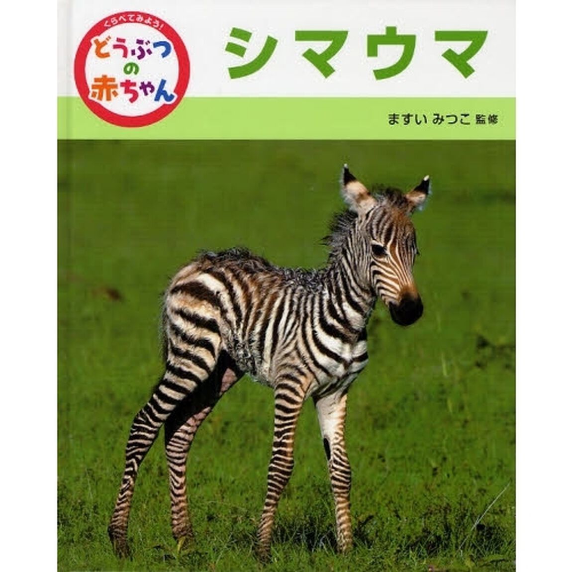 くらべてみよう！どうぶつの赤ちゃん　２「シマウマ」