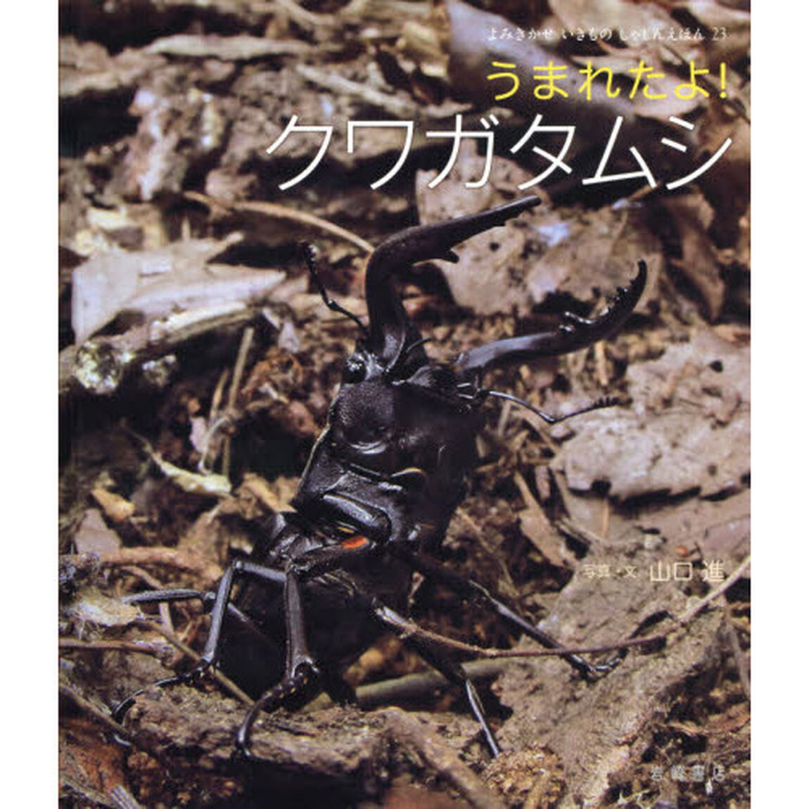 うまれたよ！クワガタムシ