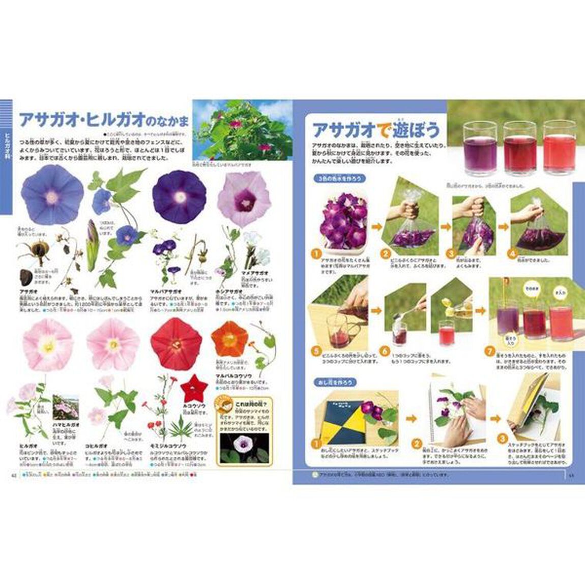 小学館の図鑑ＮＥＯ　花　ＤＶＤつき　シール特典付き