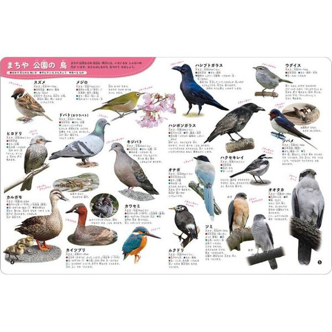 鳥