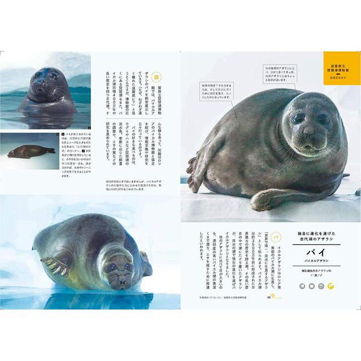 水族館めぐり