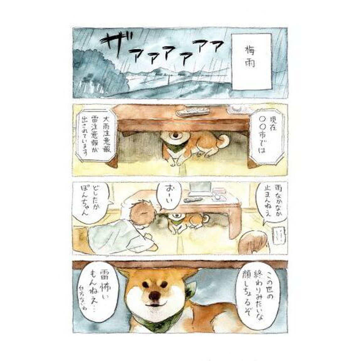 柴犬ぽんちゃん、今日もわが道を行く