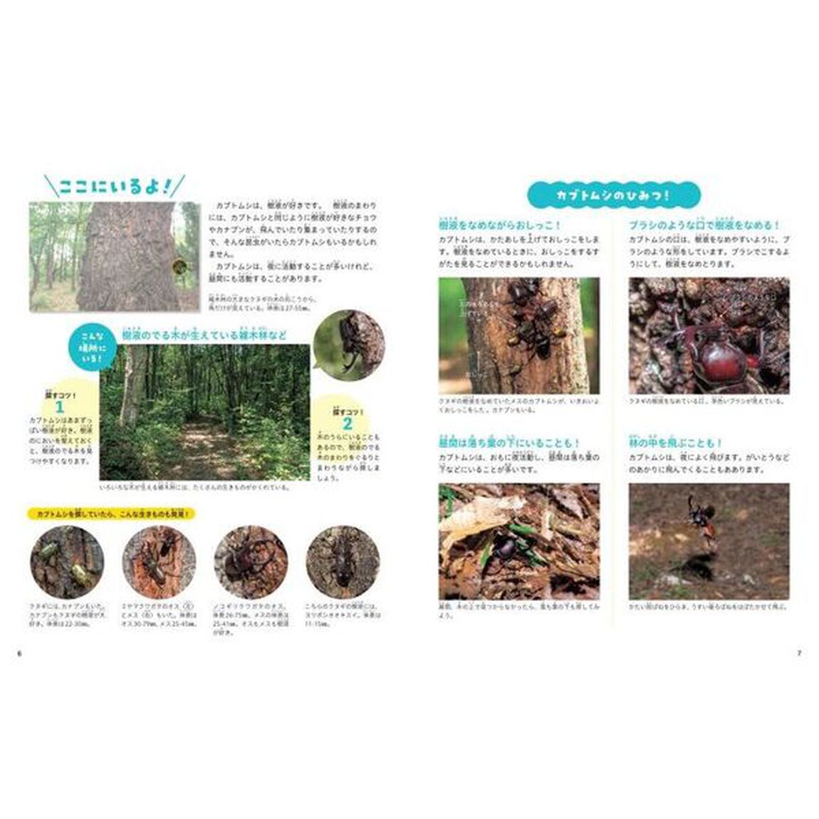 みーつけた！生きものからの挑戦状　〔２〕「夏の生きものをさがせ！」
