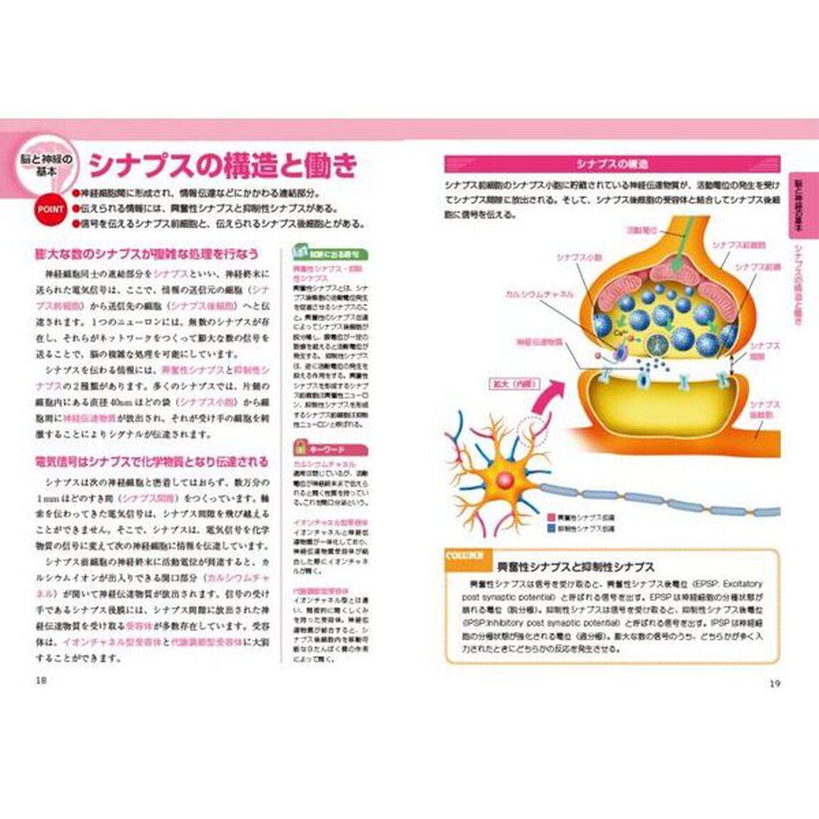 脳・神経のしくみ　オールカラー「新版」