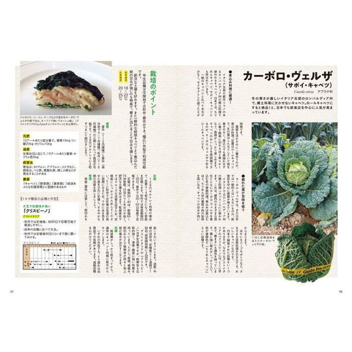 イタリア野菜の栽培法　「グストイタリア」の育種家が教える