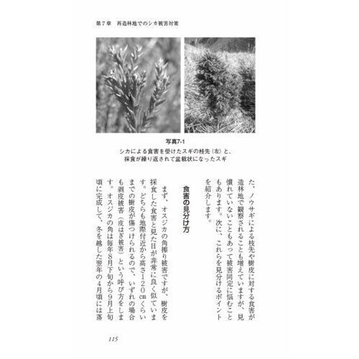 低コスト再造林歩みと最新技術