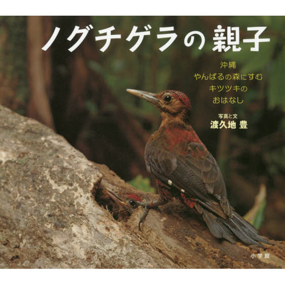 ノグチゲラの親子　沖縄やんばるの森にすむキツツキのおはなし