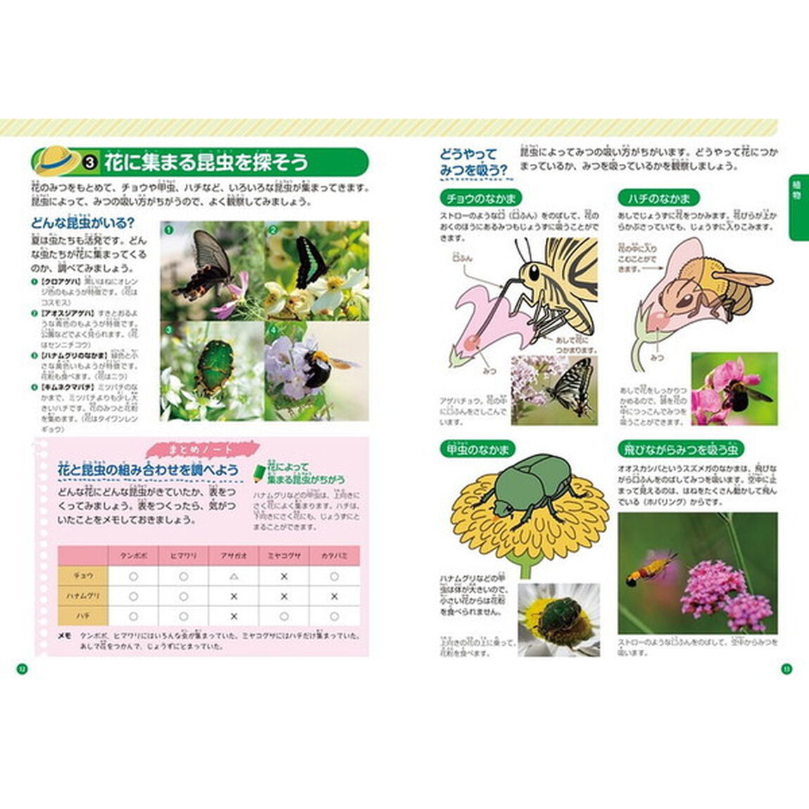自由研究にぴったり！夏休みの自然観察