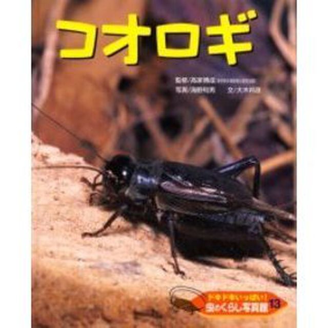 ドキドキいっぱい！虫のくらし写真館　１３「コオロギ」