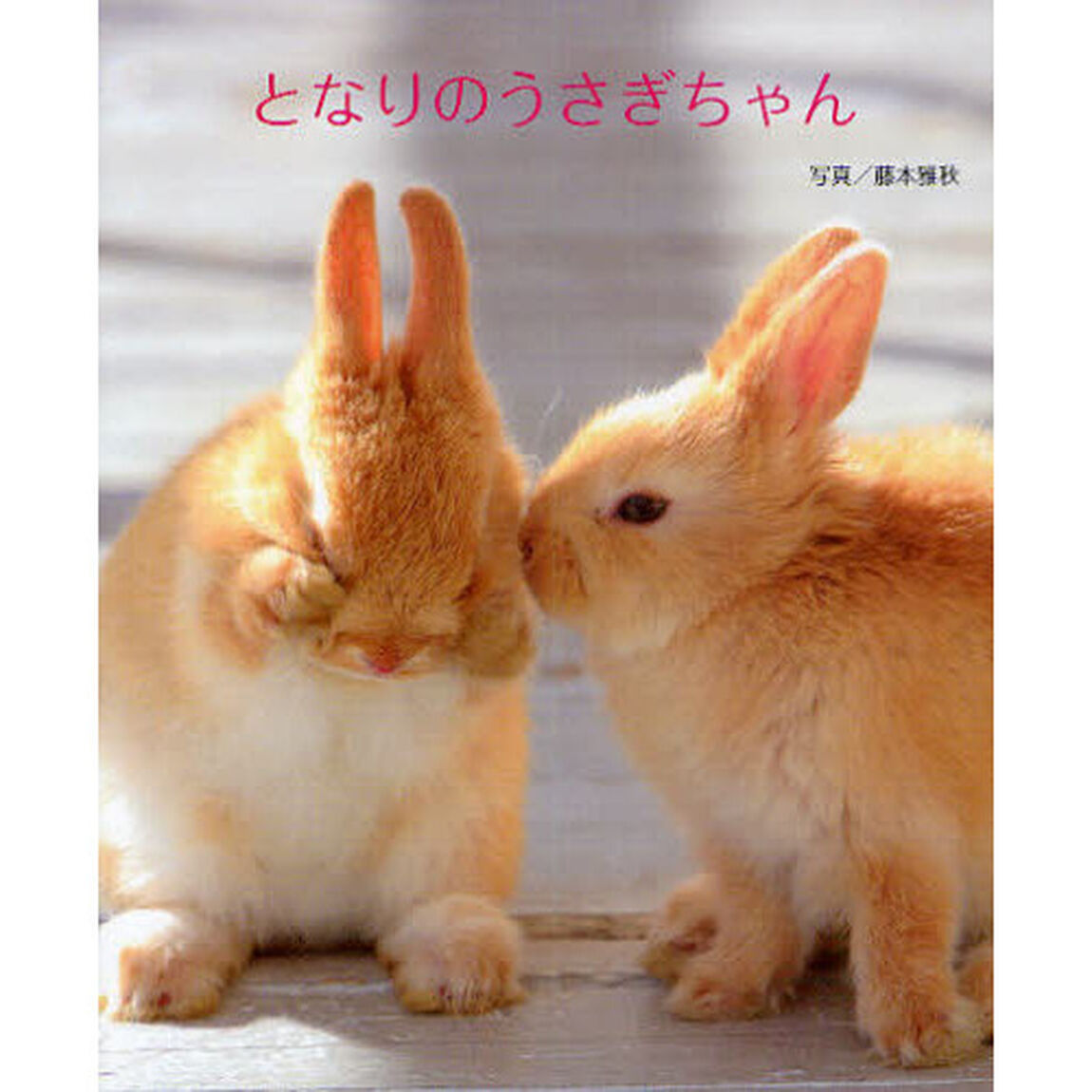 となりのうさぎちゃん