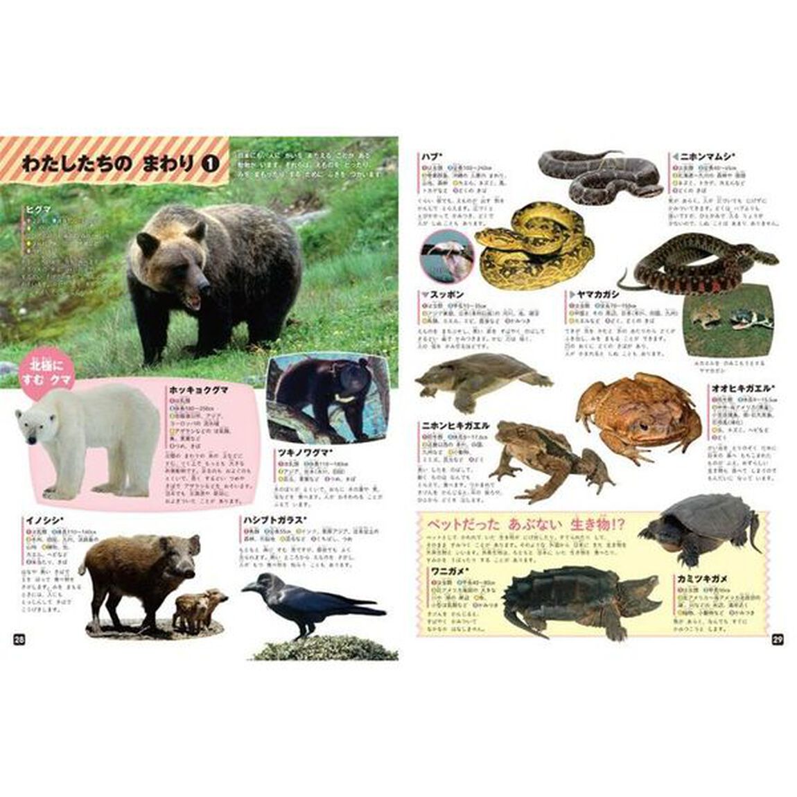 あぶない生き物　まどあきしかけ