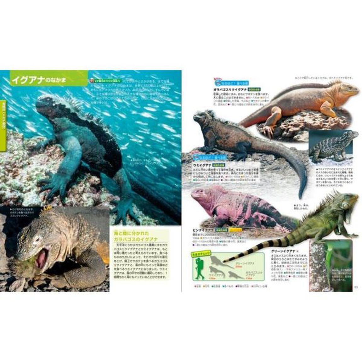 は虫類・両生類