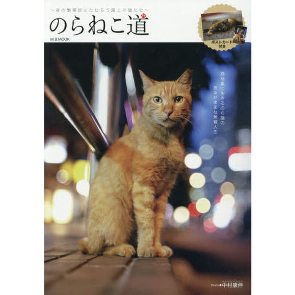 のらねこ道　夜の繁華街にたむろう路上の猫たち